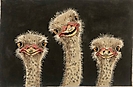 GEP282 - Three Ostriches